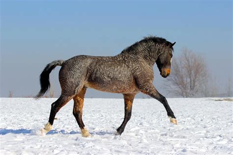 The Bashkir Curly Horse Your Horse Farm