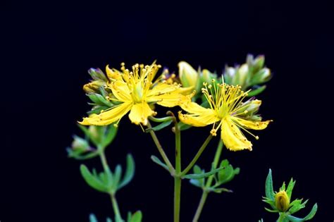 Hojas Y Flores De La Hierba De San Juan Hypericum Perforatum Sobre Un