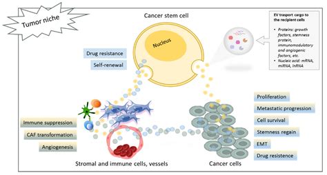 Ijms Free Full Text Extracellular Vesicles And Cancer Stem Cells In