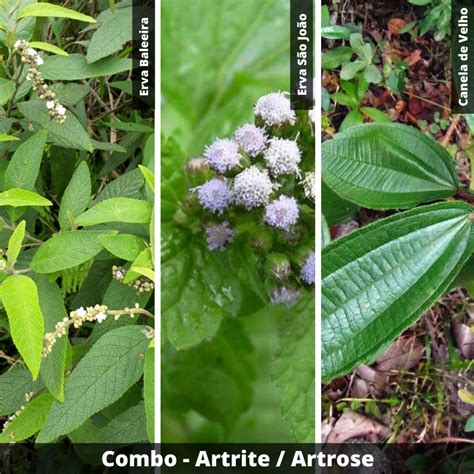 COMBO Artrite Artrose Canela de velho Erva baleeira e Erva de São