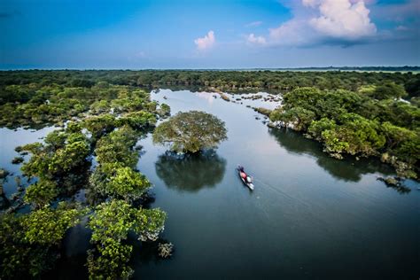 Ratargul, Sylhet - Drone Photography