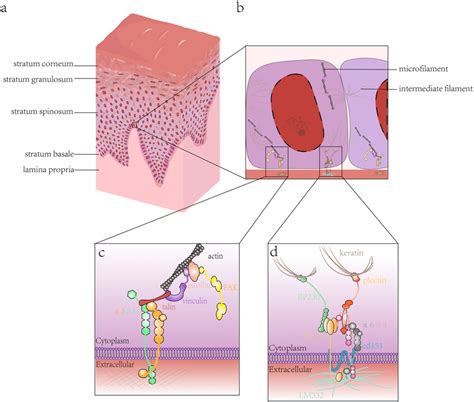 Microstructure Of Two Adhesion Structures On Basal Keratinocytes A