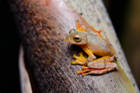 Red Webbed Treefrog Rhacophorus Rhodopus