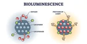 Bioluminescence – Animals that Glow in the Dark - Nature Roamer