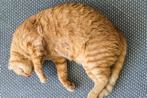 21 Sleeping Cat Positions Owners Need to Know I Discerning Cat