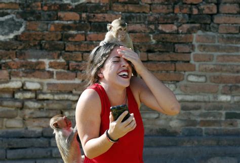 Khỉ nghiện sex khiến người dân sợ hãi trốn biệt trong nhà rạp chiếu phim cũng bị chiếm đóng