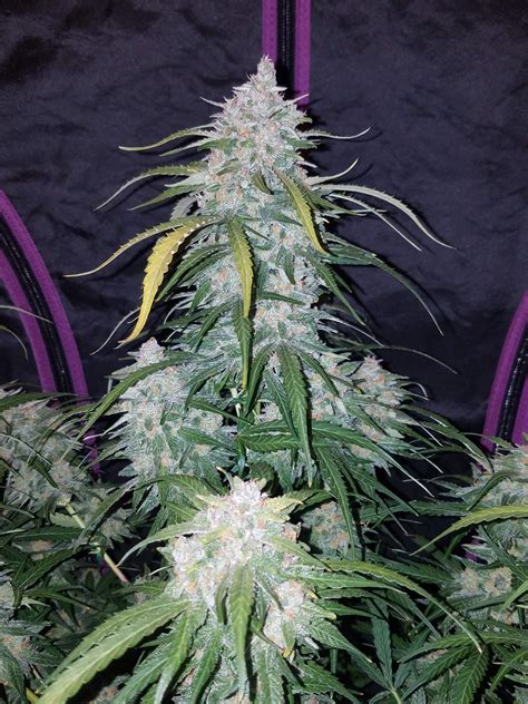 Pineapple Express Auto Seeds - Fast Buds Autoflowering Cannabis