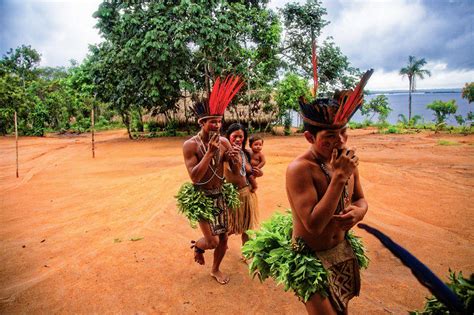 Les Habitants D Amazonie Heliconia Amaz Nia