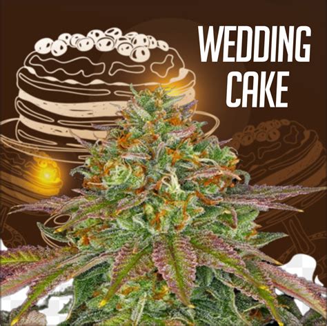 Wedding Cake Feminized Cannabis Seeds Aussie Canna Seeds