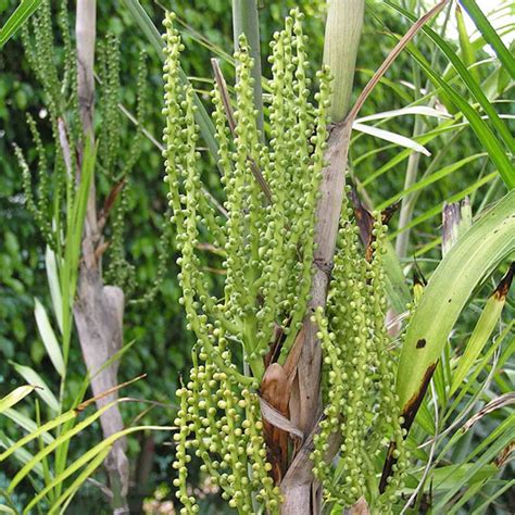 How To Grow The Bamboo Palm Tree Chamaedorea Seifrizii