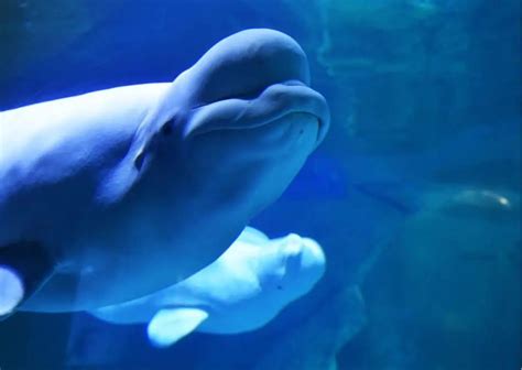 Beluga Whale Behavior - AnimalBehaviorCorner