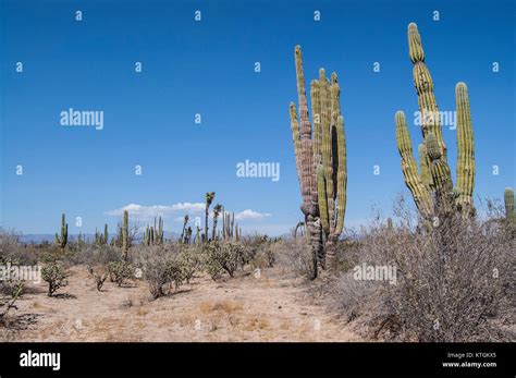 landscapes  baja california  baja california sur desert mexico