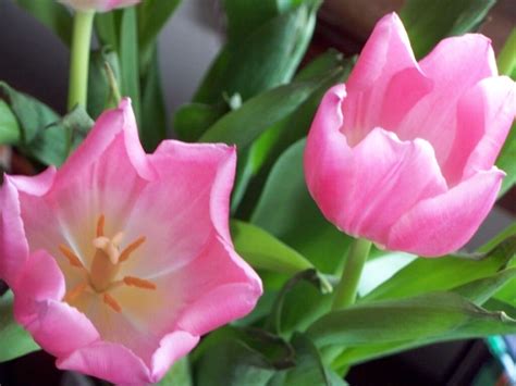 Orange explains it all: pink tulips