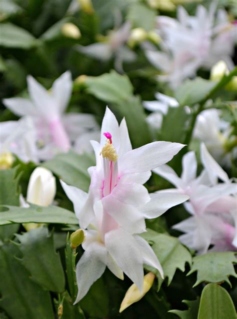 Christmas Cactus | Fairview Garden Center | Raleigh NC