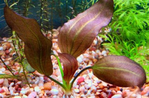 Эхинодорус Барта (Echinodorus × barthii)