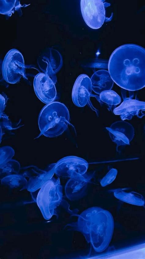 blue wallpaper jellyfish | Jellyfish, Underwater wallpaper, Blue jellyfish