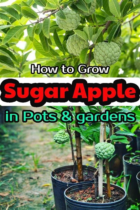 How to grow sugar apples in pots and gardens – Artofit
