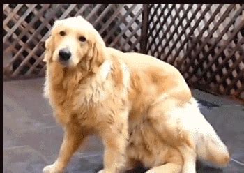 Golden Retriever GIFs - Find & Share on GIPHY