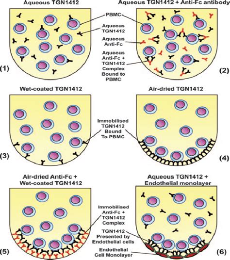 A And B Binding Sites Of Conventional And Superagonist Anti Cd28