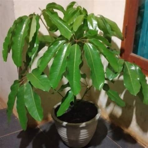 Jual Tanaman Hias Walisongo Tanaman Indoor Walisongo Daun Besar