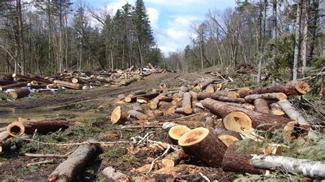 Petition · Illegal Logging · Change.org