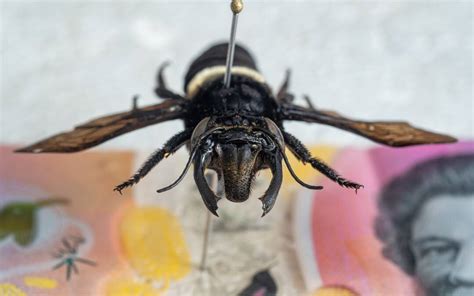 Csiro Welcomes The Biggest Bee In The World