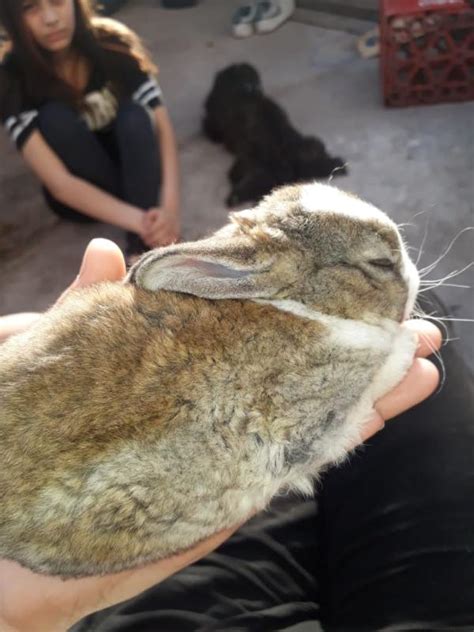 El Conejo Mini Lop Caracter Sticas Cuidados Salud Y Or Gen