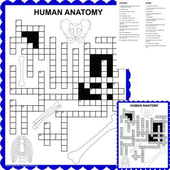 Human Anatomy Crossword By Jennifer Olson Educational Resources Tpt