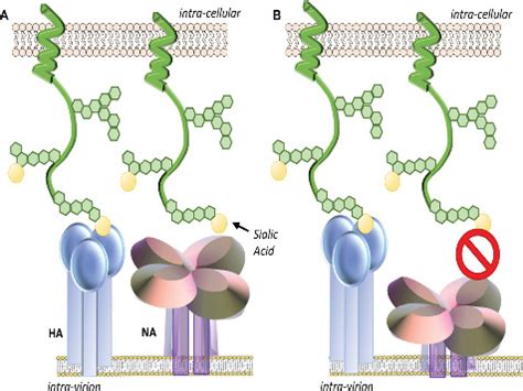 Influenza Neuraminidase / NA Research Reagents | Sino Biological