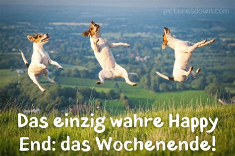 Schönes wochenende bild kostenlos glücklicher Hund