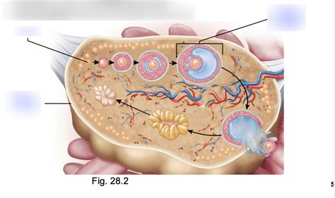 Follicles Diagram Quizlet