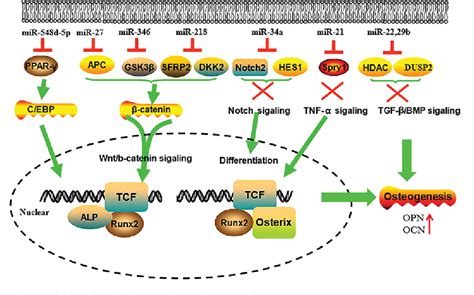 Pdf Micrornas Regulate Signaling Pathways In Osteogenic