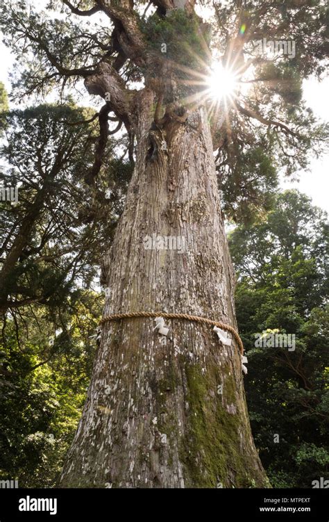 Japanese cedar tree hi-res stock photography and images - Alamy