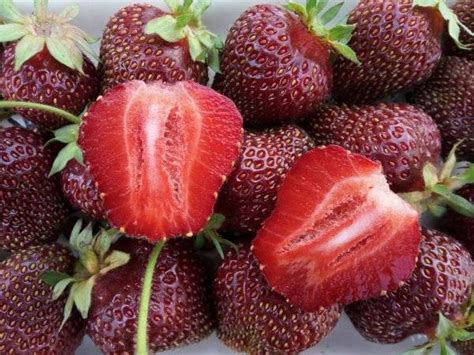 Клубника Рубиновый Кулон (5 Шт) | Кинг Сад – Питомник плодовых и ...