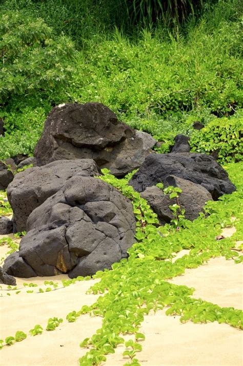 Lava Rocks And Winding Tropical Foliage Secret Beach Kauapea Kauai