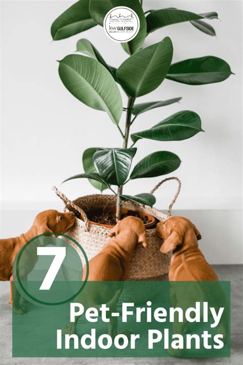 7 Pet Friendly Indoor Plants To Start Using In Your Home Today For