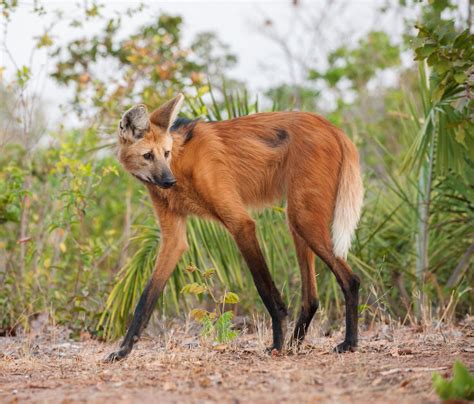 nano on Twitter O almiscareiro ou cervo almiscarado siberiano também