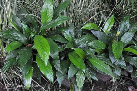 Spathiphyllum Wallisii Regel Bap