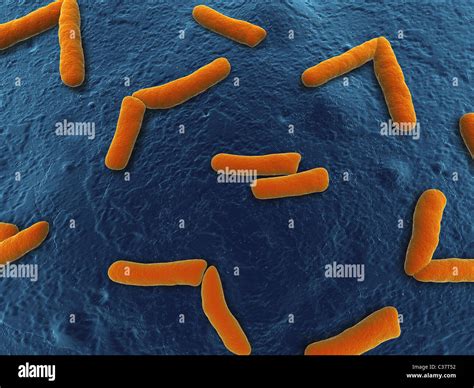 Chlamydia Bacteria Immagini E Fotografie Stock Ad Alta Risoluzione Alamy