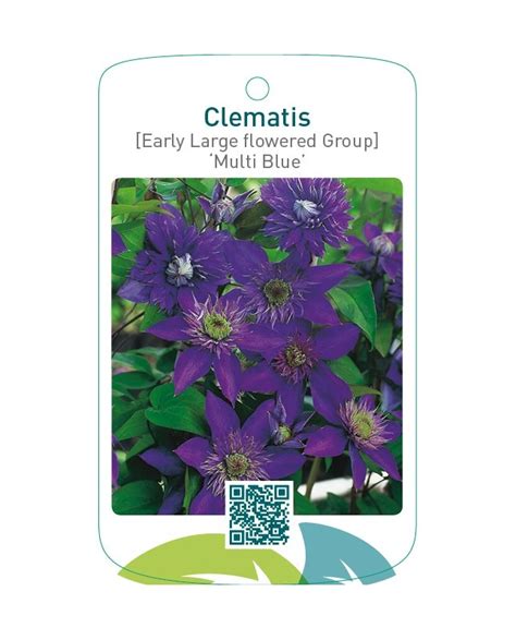 Etiquetas De Clematis Early Large Flowered Group Multi Blue