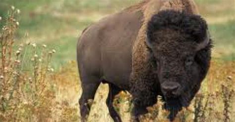 James Zaworski S Blog Bison In Illinois A Historic Return