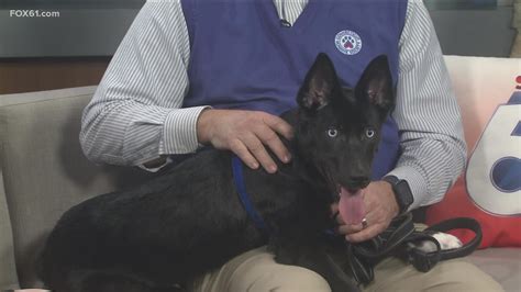 Meet Merida Puppy Up For Adoption At Conn Humane Society