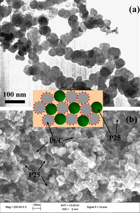 A Tem Image Of Degussa P25 Tio2 Nanoparticles B Sem Image Of The