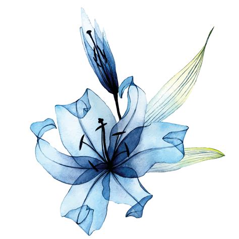 Blue Lily Initiative at Erin Mackenzie blog