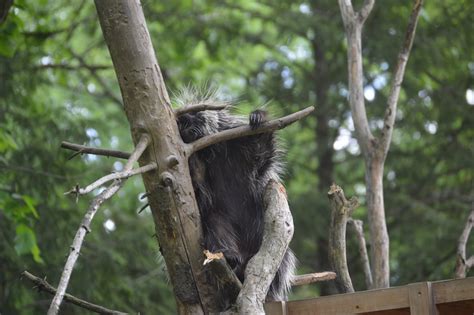 Paws And Claws Pathway North American Porcupine Erethizon Dorsatum