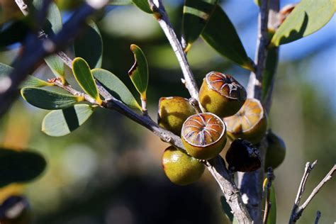 Tea Tree Seed Pod Eos 8243 Tim J Keegan Flickr