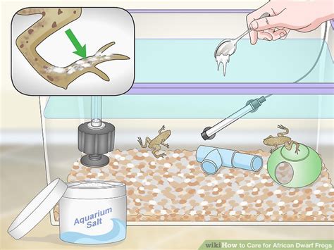 3 Ways to Care for African Dwarf Frogs - wikiHow