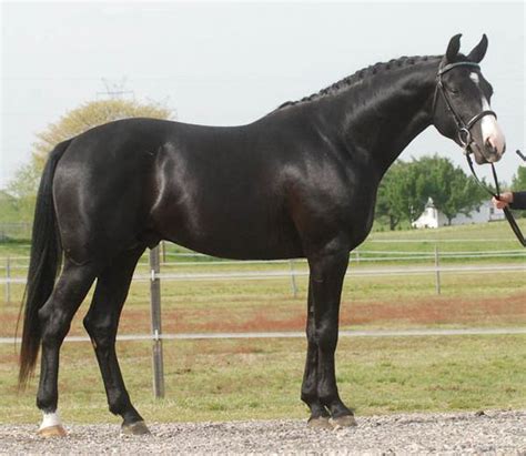 Oldenburg (Oldenburger) Horse Breed Info, History, Videos, Pictures