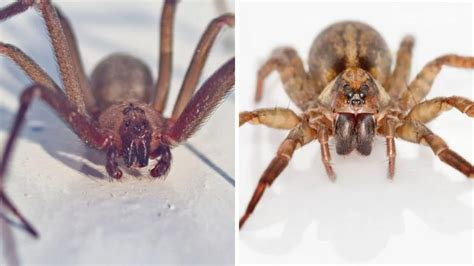 Brown Recluse Vs Wolf Spider: 7 Differences & Facts