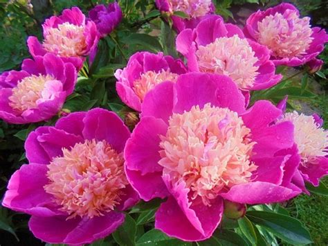ПИОНЫ \PEONIA\ - велма аткинсон